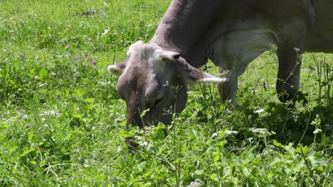 pastos de vacas en los alpes