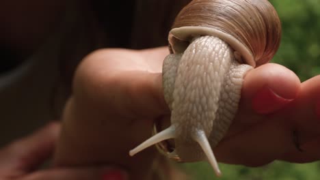 Close-up-a-of-a-large-snail-head-and-eye-stalks-crawling-on-a-woman’s-hands-in-the-middle-of-a-forest