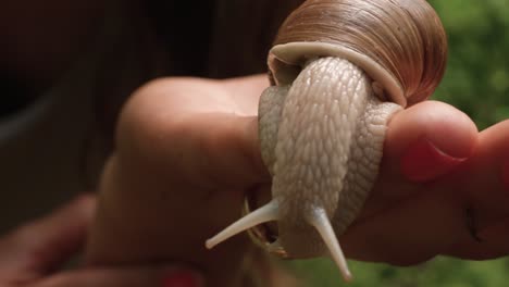 Close up a of a large snail head and eye stalks crawling on a woman’s hands in the middle of a forest