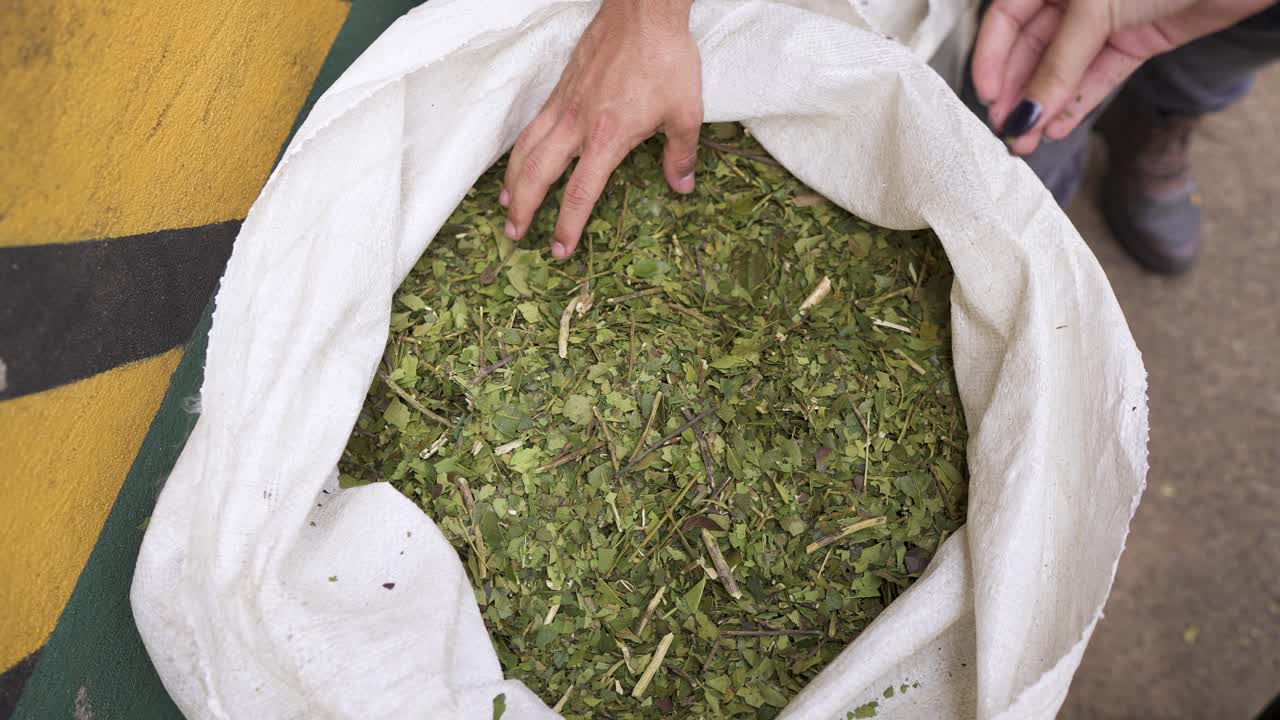 Hand touching processed yerba mate leaves inside large sack during production, agriculture and export industry
