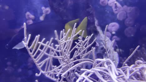 hermosos peces coloridos con coloridas aletas de cola nadan entre piedras y plantas acuáticas