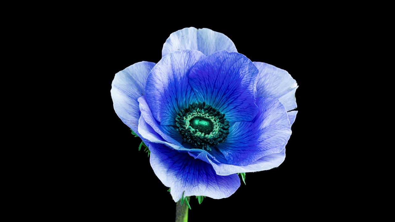 hermosa flor de anémona azul floreciendo sobre un fondo negro, primer plano. coronaria de anémone. color de tendencia 2022. demostrando el color de 2022 - muy peri. telón de fondo de boda, concepto del día de san valentín. ramo de cumpleaños. primer plano de flor
