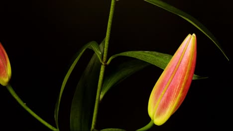 flor rosa 02