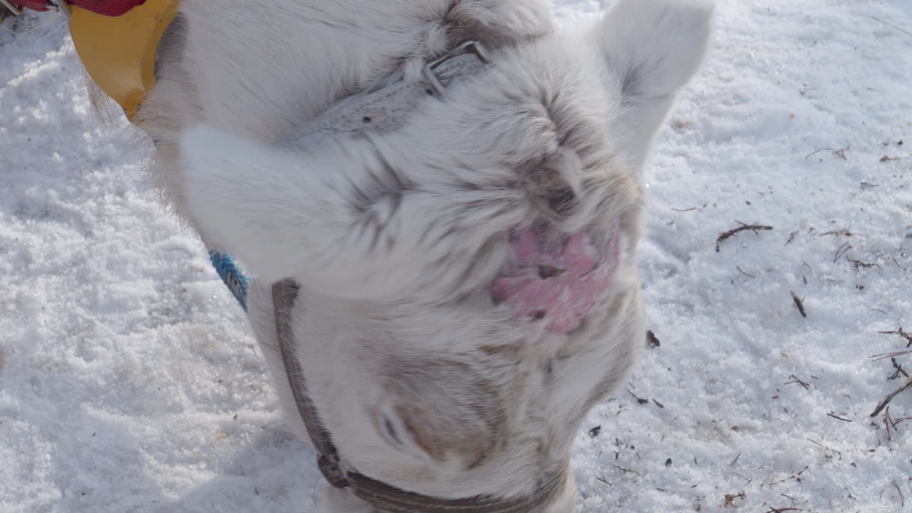 Close Up Pedicle on Reindeer's Head After Antler Shedding - Wintertime