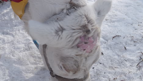 close up pedicle on reindeer's head after antler shedding - wintertime