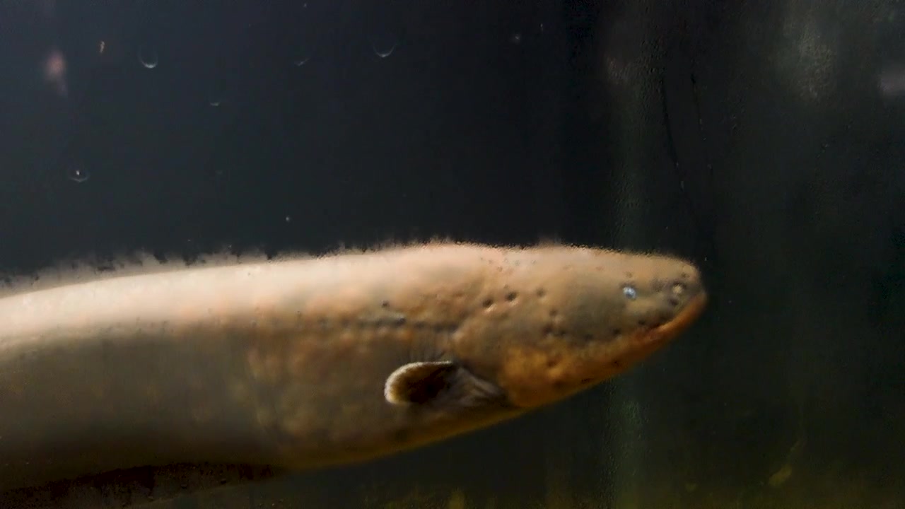 Electrophorus electricus fish, Electric Eel, in aquarium. close up view