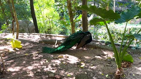pavo real explorando su entorno natural del zoológico