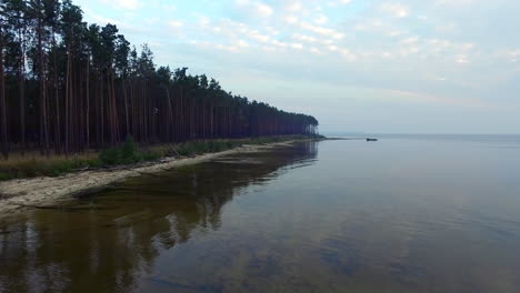 Aerial-view-of-cedar-forest-on-lake-coast