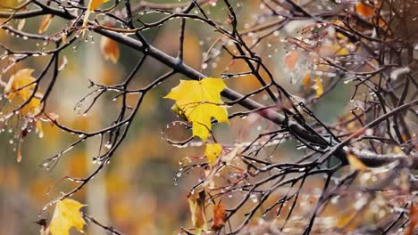 leaves and branches of trees in late autumn during rain.