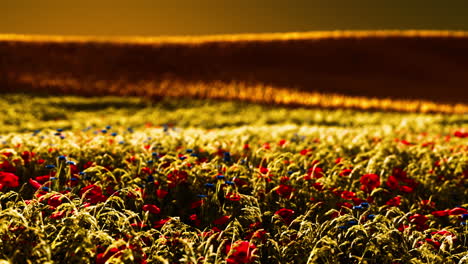 beautiful poppy field during sunrise