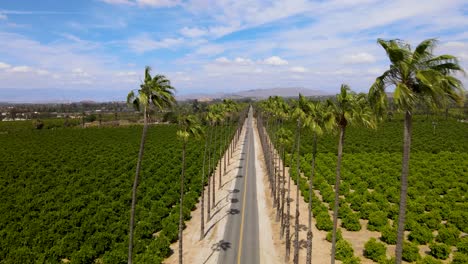 drone shot in between palm trees with citrus on the sides in riverside, california