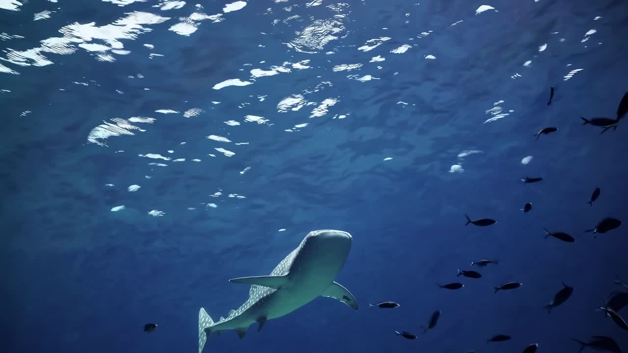 Underwater video captures a whale shark swimming gracefully