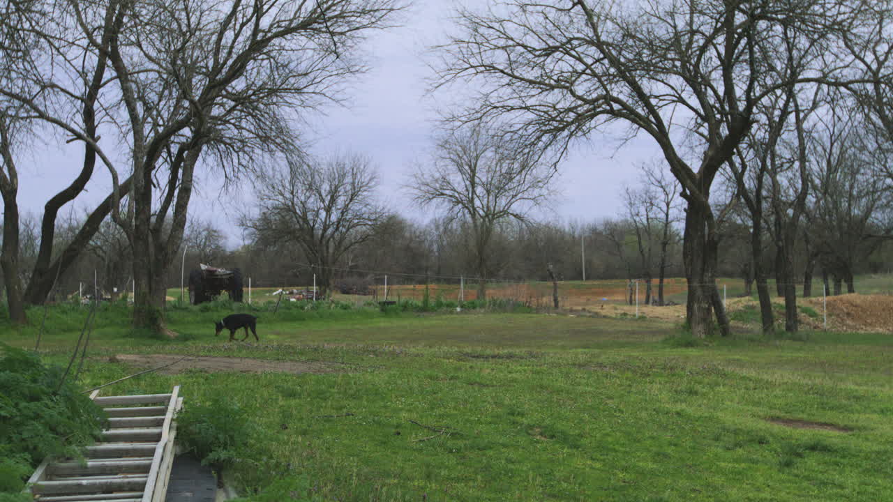 An alert Doberman calmly patrols a quiet, rural backyard surrounded by nature.
