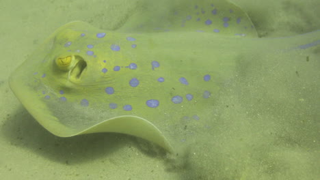 bluespotted stingray in the red sea beside the coral reef