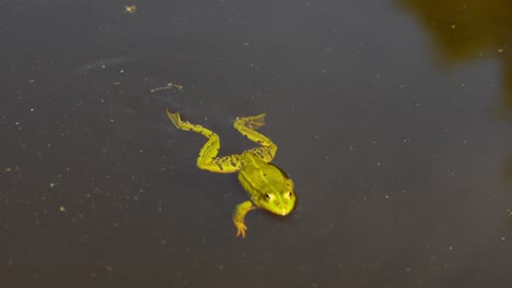 lonely green frog swimming in lake water, slow motion view