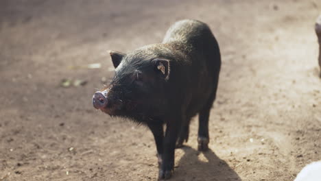 Schwarzes-Minischwein-Oder-Kleines-Ferkel-Im-Bauernhofstall---Kamerafahrt