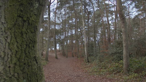 Forest-trail-in-autumn-with-a-mossy-tree-bark-in-the-foreground