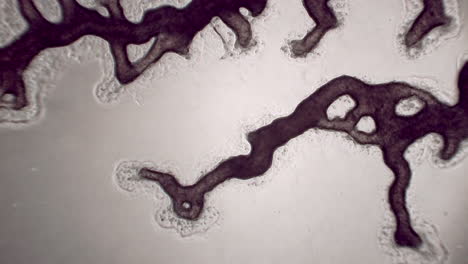 slime mold seen microscopically showing cytoplasmic streaming