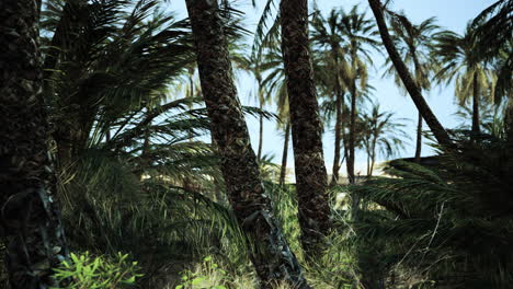 palm trees in the desert