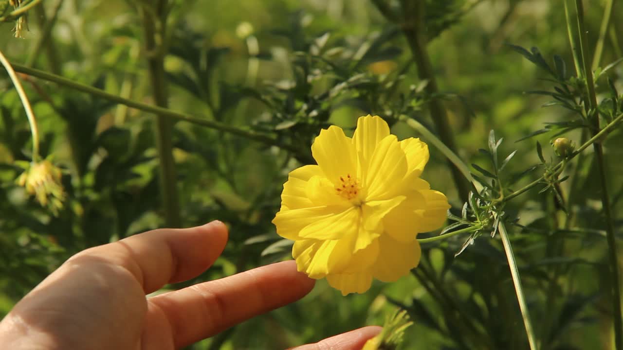 정원에서 코스모스 카우다투스 또는 노란색 광선 꽃을 닫습니다