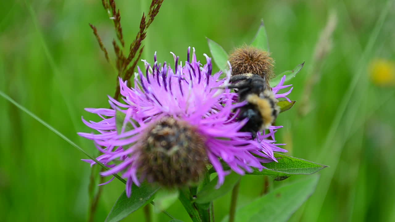 Humle på en blomst. Insekter om sommeren