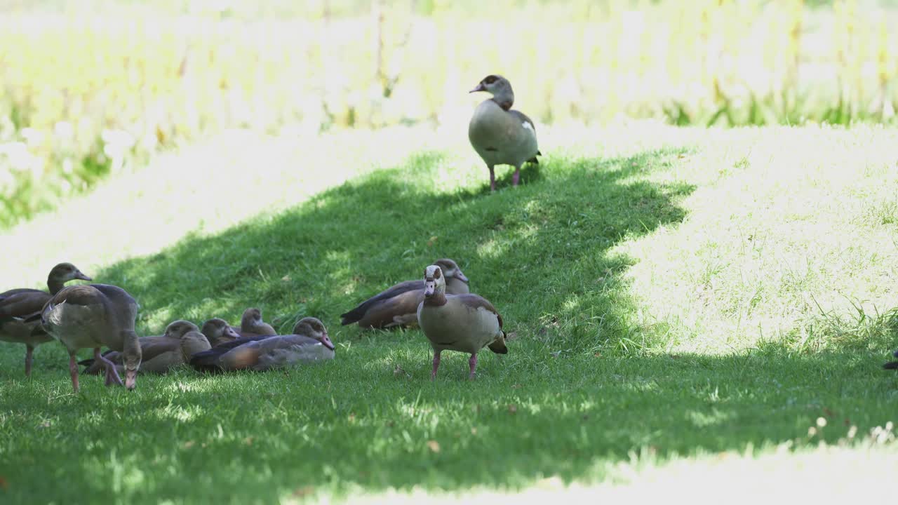 ciudad del cabo, sudáfrica con gansos egipcios descansando en los jardines de kirstenbosch durante un día soleado