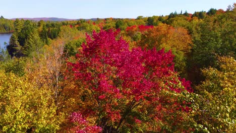 Aerial-view-of-red-fall-foliage-in-Montreal,-Quebec,-Canada