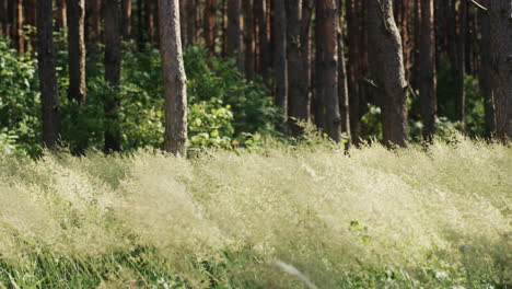 Forest-in-the-daylight