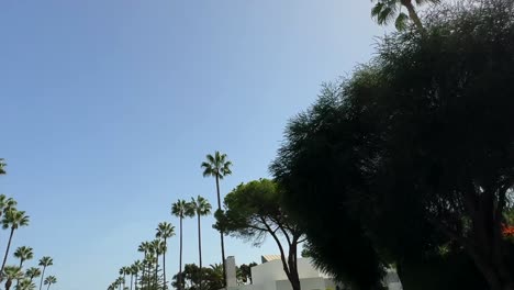 Driving-on-road-looking-at-palm-trees-lining-street-in-tropical-paradise