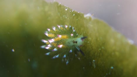 shaun the sheep nudibranch grazes algae on leaf in strong sea current