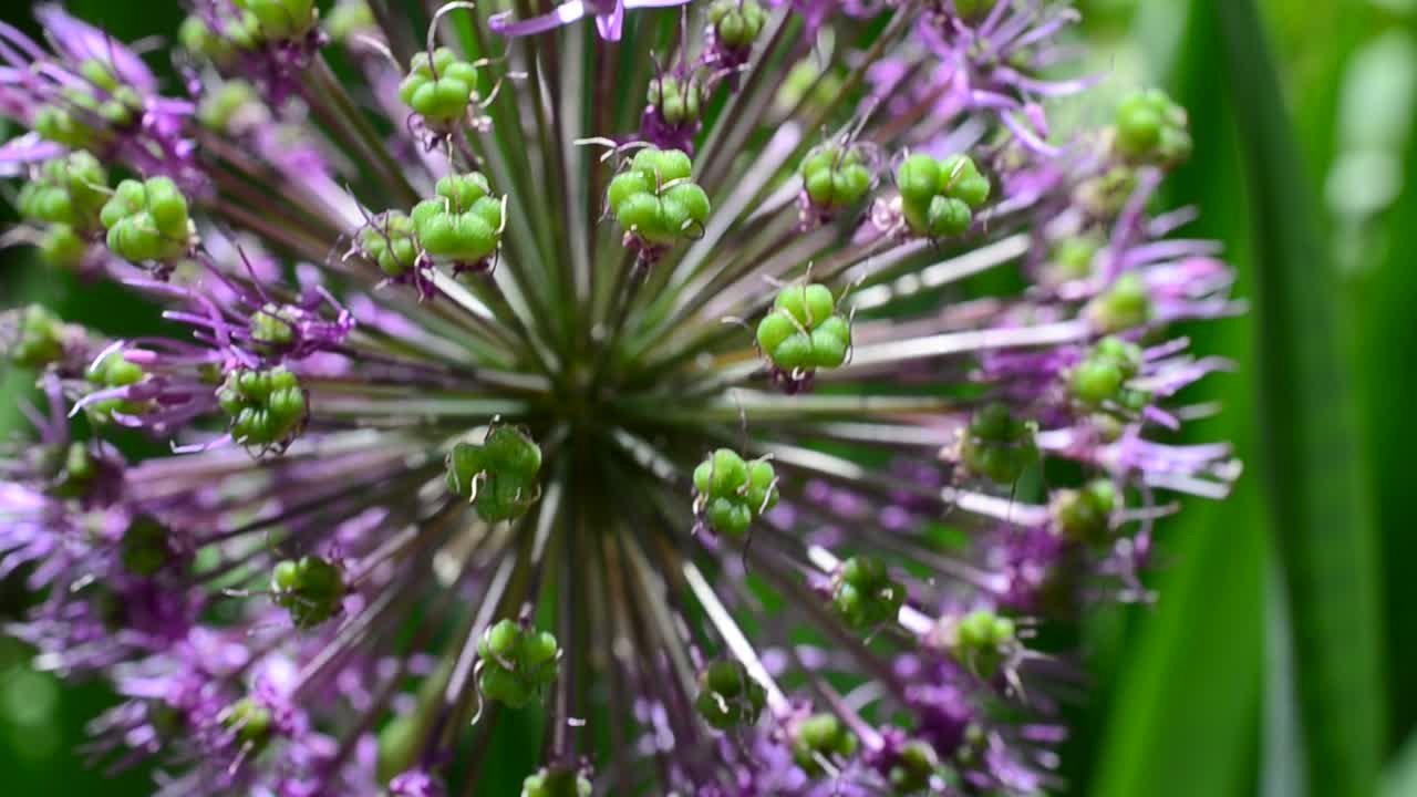 Fiori di campo in primavera. Vento e fiori