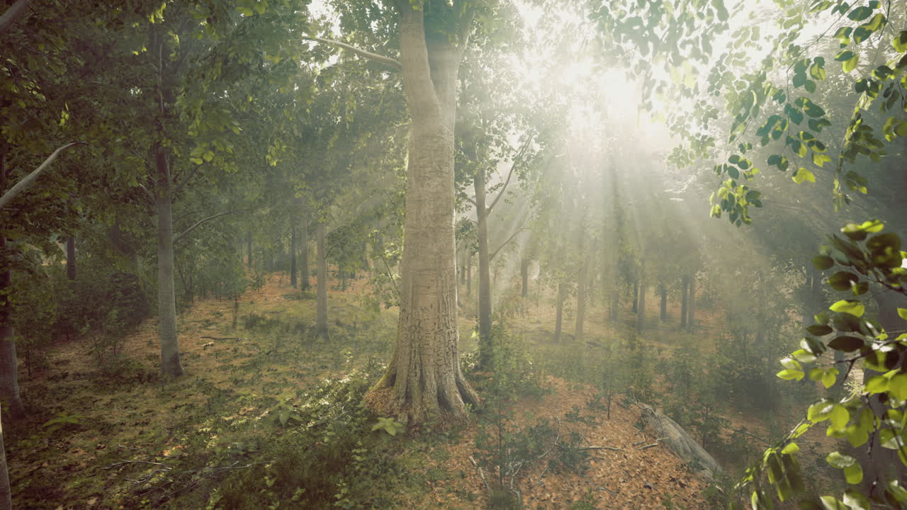 Sunlight streaming through a serene forest setting with vibrant greenery