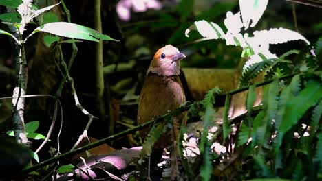 皮塔 (pitta)  (rusty-necked pitta) 是一種自信的雀鳥,在高海拔的山林中生長,在泰國有很多地方可以找到這隻雀鳥