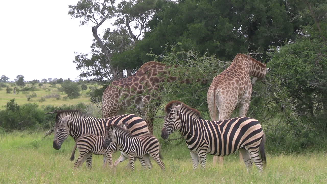 familia de cebras y jirafas comiendo hojas de árboles