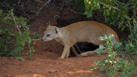 una mangosta amarilla se rasca la nariz en un arbusto bajo antes de hacer guardia frente a su guarida