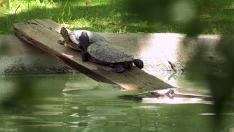 image of two small turtles on top of a board that is in the lake, another small turtle that swims in the green waters of the lake, to join the group