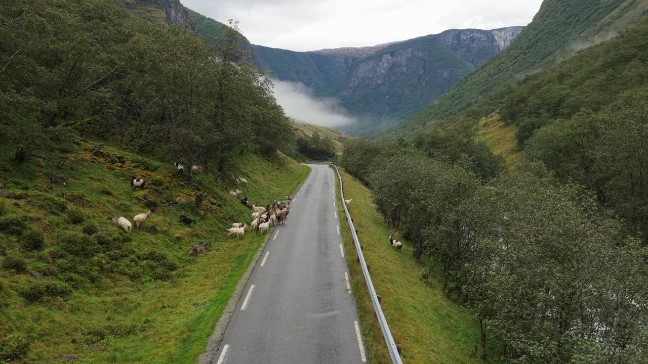 Strada attraverso una valle norvegese ostruita da capre, vista dall'alto con drone