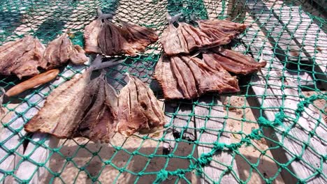 fish laid out on wooden rack with being dried by sun, pan right detail, los roques