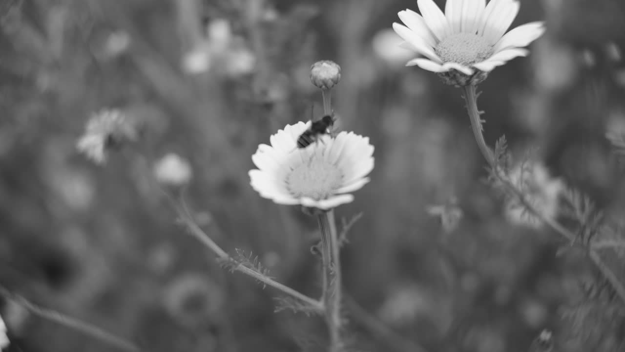черно-белый кадр пчелы на цвете, изображающий процесс опыления