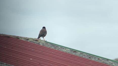 common myna bird on a roof
