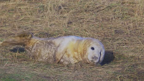 atlantic grey seal breeding season: adorable newborns with white fur, mothers nurturing, basking in the warm november sun