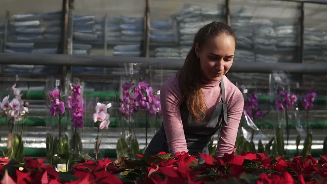 Young smiling female florist in apron examining and arranging flowerpots with red poinsettia on the shelf. Young woman in the greenhouse with flowers checks a pot of red poinsettia on the shelf