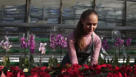 Young-smiling-female-florist-in-apron-examining-and-arranging-flowerpots-with-red-poinsettia-on-the-shelf.-Young-woman-in-the-greenhouse-with-flowers-checks-a-pot-of-red-poinsettia-on-the-shelf