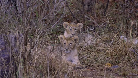 Three-baby-lion-cubs-laying-in-grass-in-South-Africa,-hiding-from-the-rain