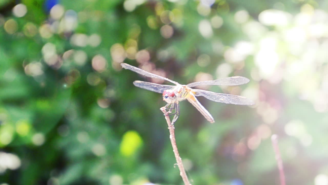 Libellula su un ramo. Riprese in estate.