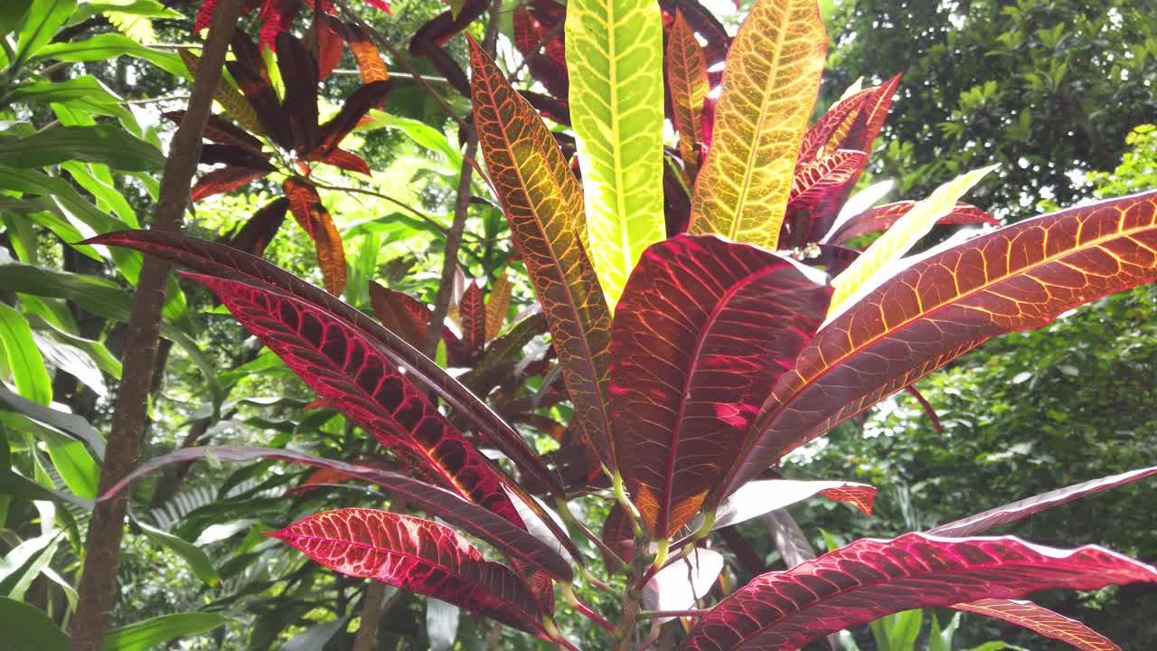 Semi orbit showcasing vivid red, orange and green tropical plant leaves illuminated by direct sunlight
