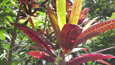 semi orbit showcasing vivid red, orange and green tropical plant leaves illuminated by direct sunlight