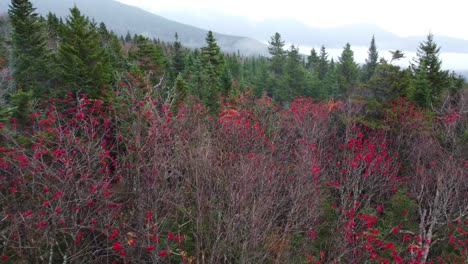 aerial view of trees in a colourful autumn season in new hampshire, usa