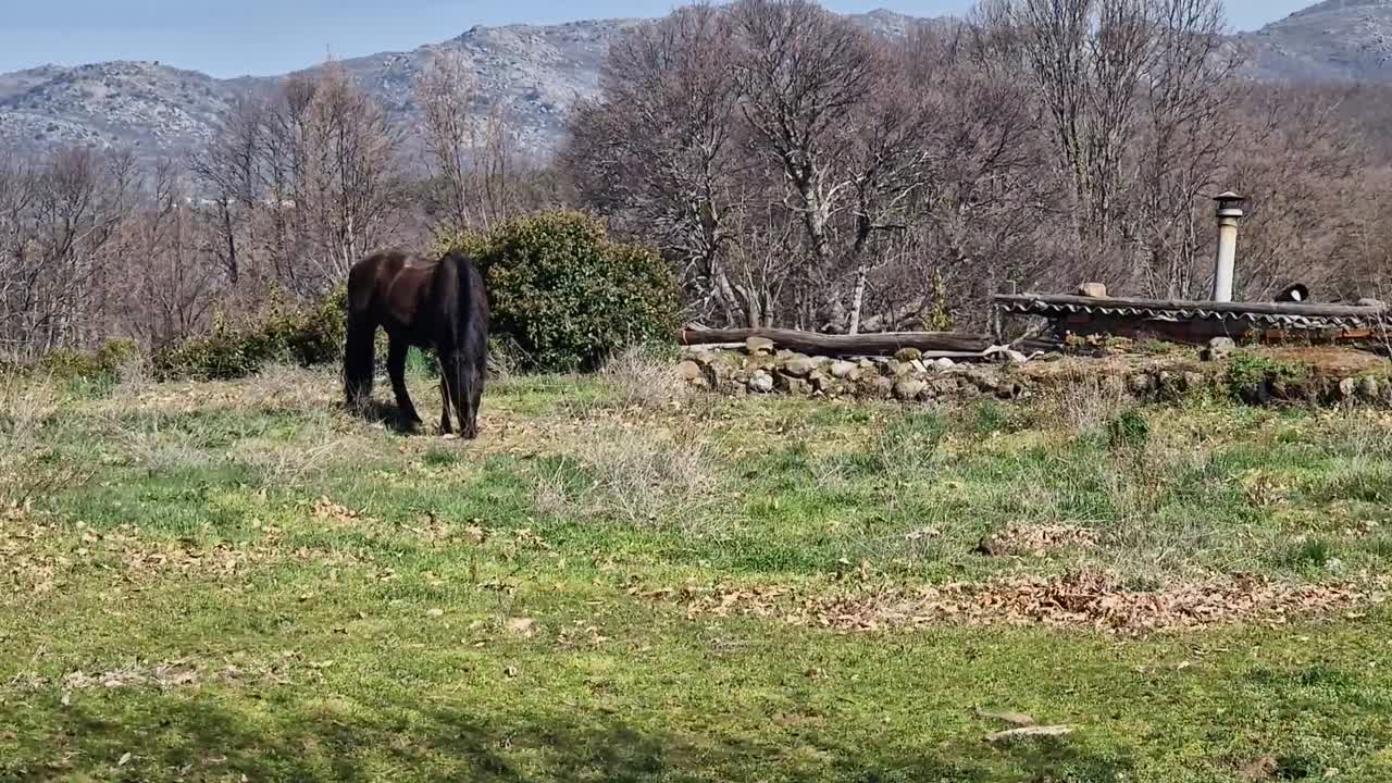 Bellissimo cavallo selvaggio che mangia erba in un campo verde con uno sfondo mozzafiato di paesaggio montano.