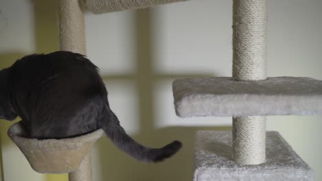 cream floor to ceiling cat tree with hiding box pedestals platform and hammock